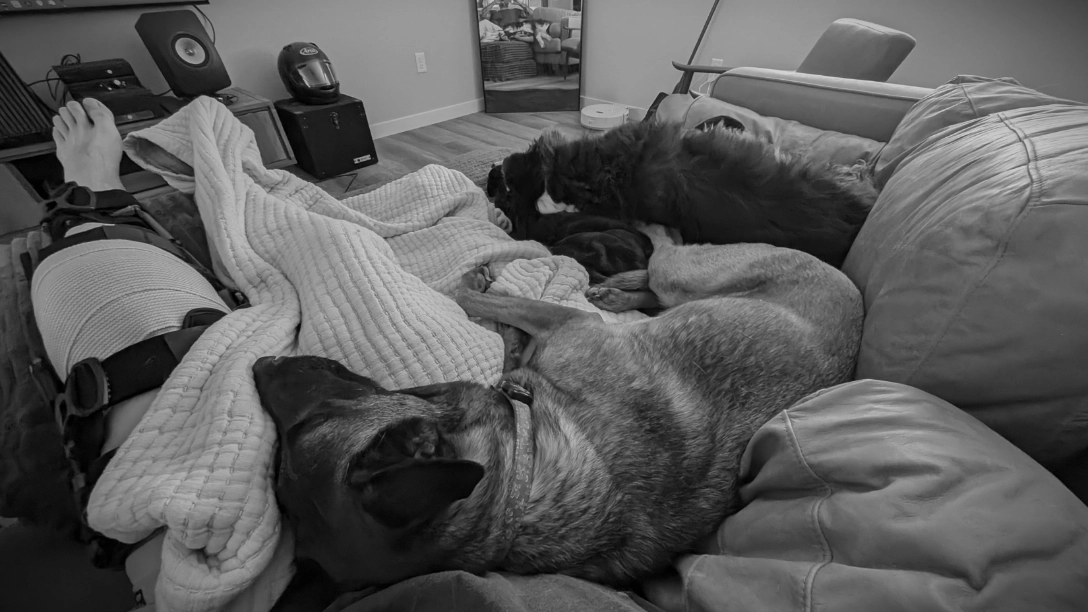 Doggos